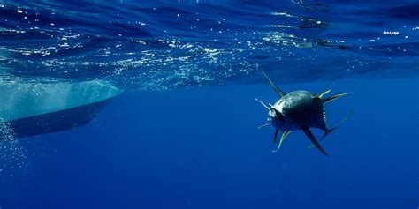 pop fishing|Commercial Fishing .